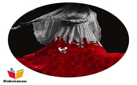 دانلود رمان عروس خون با لینک مستقیم و رایگان برای موبایل و کامپیوتر